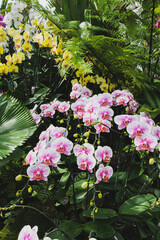 Beautiful various types of flowers botany in blooming in a garden. Natural background concept