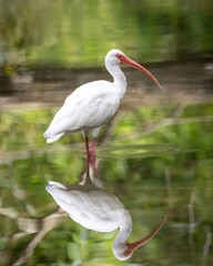 White Ibis