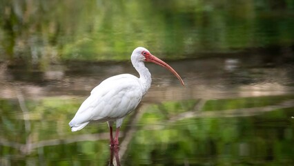 White Ibis