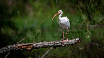 White Ibis
