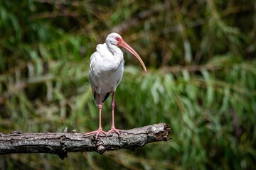 White Ibis