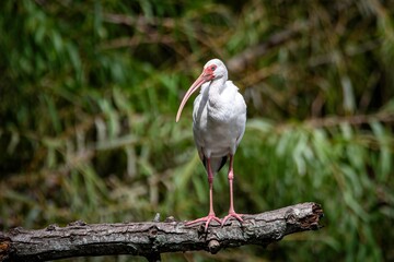White Ibis