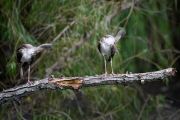 White Ibis
