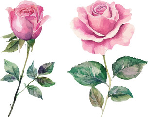 illustration of rose