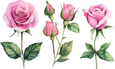 pink roses