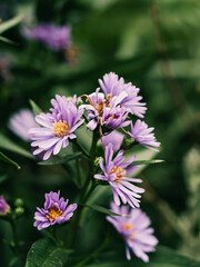 Spring flowers in the garden