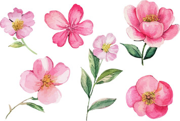 pink and white flowers