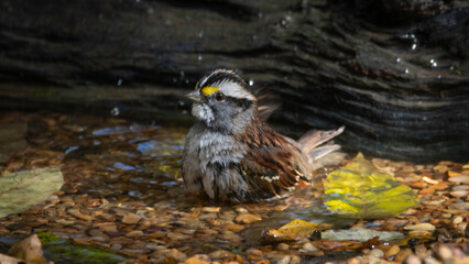 White-throated Sparrow