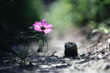 地面に咲く一輪のコスモス
