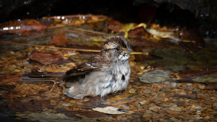 White-throated Sparrow