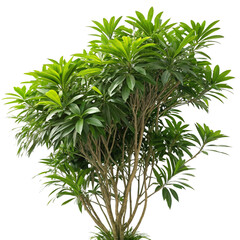 decorated christmas tree