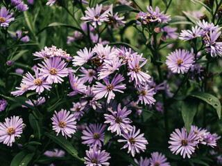 Purple flowers in the garden