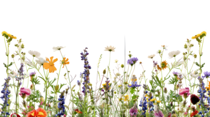 PNG Colorful wildflowers in full bloom