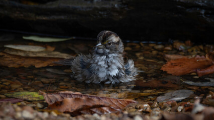 White-throated Sparrow