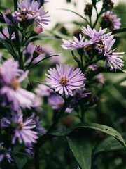Purple flowers in the garden