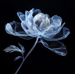 A single peony flower 