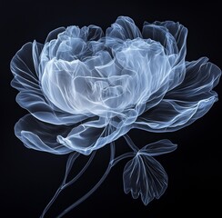 A single peony flower