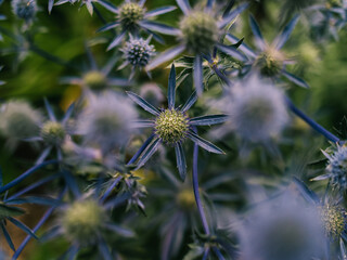 Flowers in the garden