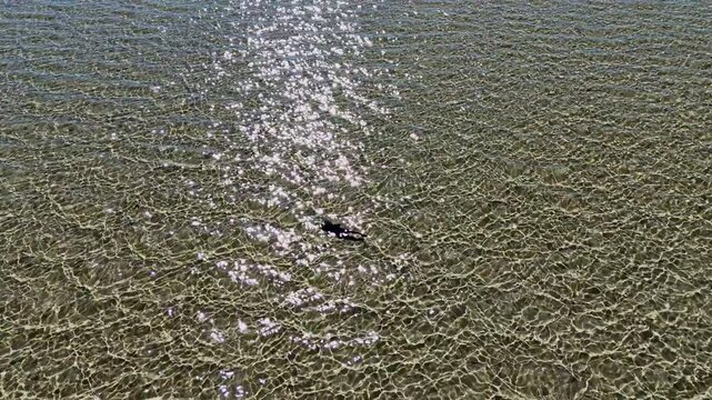 aerial drone shot of nervous sharks, Carcharhinus cautus, swimming and hunting in shallow water close to the beach of eagle bluff along the coast of shark bay, Francois Peron national park, Australia.
