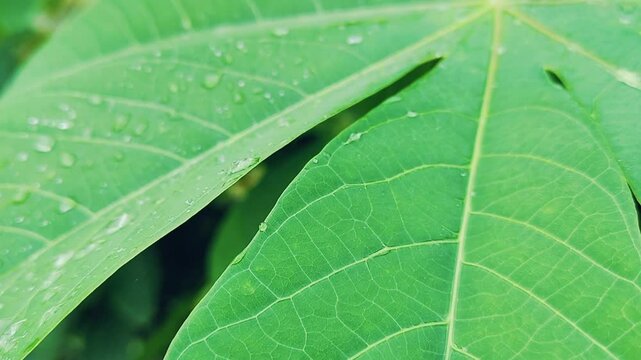 Green cassava leaf background. Cassava leaf plant background, cassava leaf detail with raindrops. video for biodiversity, refreshing, calming.