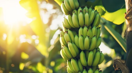 Banana plantation. A bunch of organic bananas hanging down from its tree in a banana farm. Sustainable agriculture for living