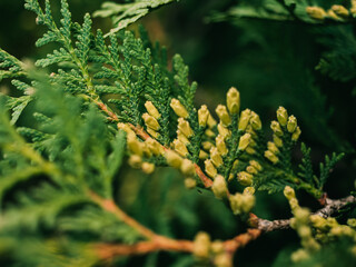 Tree foliage