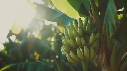 Banana plantation. A bunch of organic bananas hanging down from its tree in a banana farm. Sustainable agriculture for living
