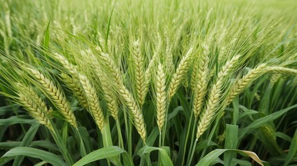 Wheat plantation. Closeup of green wheats in the field in summer. Organic sustainable agriculture for living