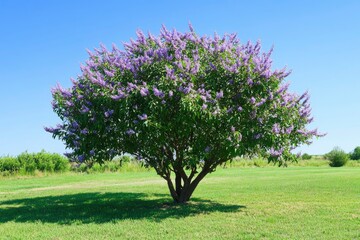 Vitex negundo, commonly known as the Chinese chaste tree, five-leaved chaste tree, or horseshoe vitex 