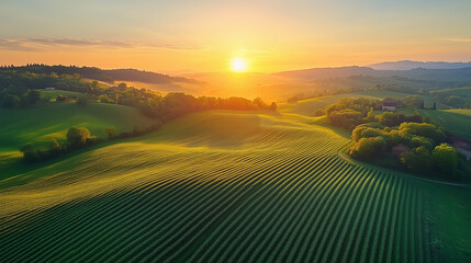 Obraz premium A landscape image shows a vivid sunset over rolling green hills with neatly planted crops in the foreground