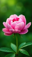 Obraz premium Soft focus image of blooming peony against a lush green background, gardenia, spring, floral