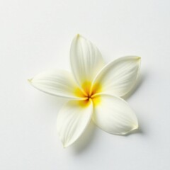 Fototapeta premium Single Vanilla Flower Petal on White Background, petal, flowers