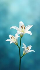 Fototapeta premium Dainty white lily blooms on a serene blue mist background, innocence, petals