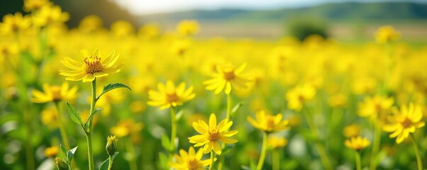 Fototapeta premium Field of Helichrysum stoechas with yellow flowers in full bloom, sunny, field, yellow petals