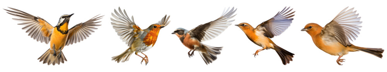 Obraz premium Flying bird png cut out element set, transparent background