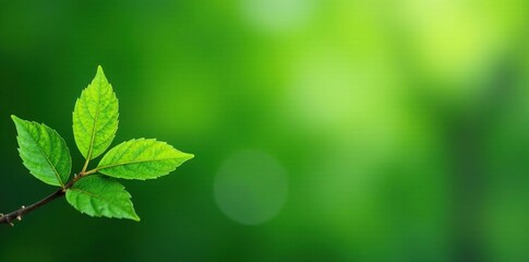 Fresh green twigs with leaves in the left up corner, tree, plant life, fresh greens