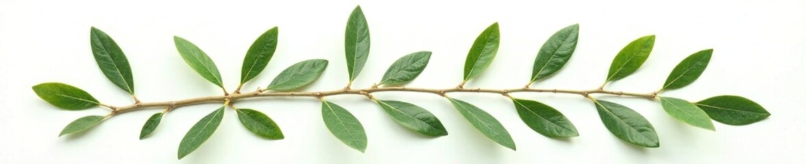 Naklejka premium Fresh olive branch leaves with delicate veins and a gentle texture on white background, nature, plant