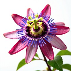 Naklejka premium Passion flower's unique and unusual shape on a clean white background, isolated, nature