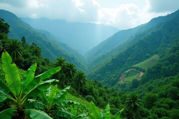 Fototapeta premium Dense banana plantations in the mountains amidst lush greenery and misty atmosphere, forest, foliage