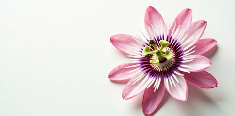 Obraz premium Passion flower's unique and unusual shape on a clean white background, white, bloom, flower