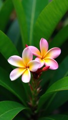 Fototapeta premium Delicate frangipani blooms against lush green foliage, blooming, nature