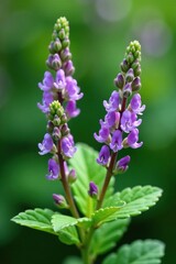 Obraz premium Delicate purple flowers and green leaves of Stachys thirkey, herb, plant, wildflower