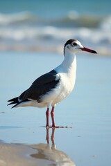 Obraz premium Eine Eiderente beobachtet die Wellen am Strand, waddling bird, coastal bird watching, seashore wildlife