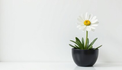 A single daisy in a black pot against a white background, plain pot, white daisies