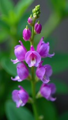 Obraz premium Delicate purple mouse pea flowers on a lush green stem, green, plant