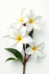 Naklejka premium Delicate white plumeria flowers isolated on a white background, blossom, white, clean