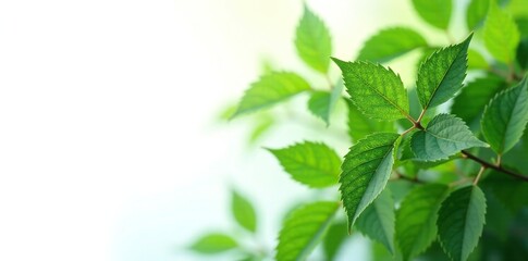 Dark green elderberry leaves on a white background, sambucus, foliage