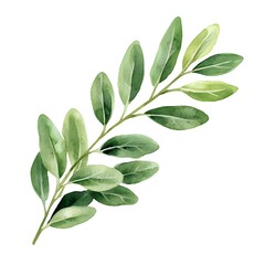 Obraz premium Watercolor Painting of a Delicate Green Branch with Lush Leaves.