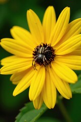A spider sits in the center of a large yellow Rudbeckia hirta with dark centers and delicate petals, nature, yellow, arachnid