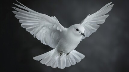 Obraz premium Majestic White Petrel in Flight with Wings Spread Wide Against a Soft Dark Background